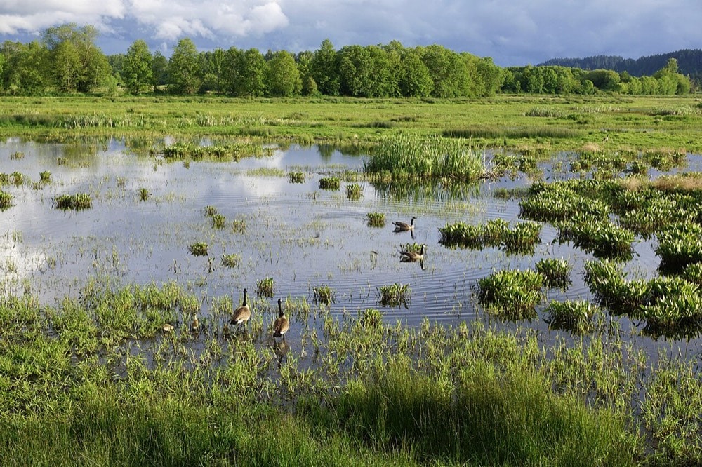 Nisqually Wildlife Refuge